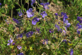 Geranium 'Brookside' bestellen